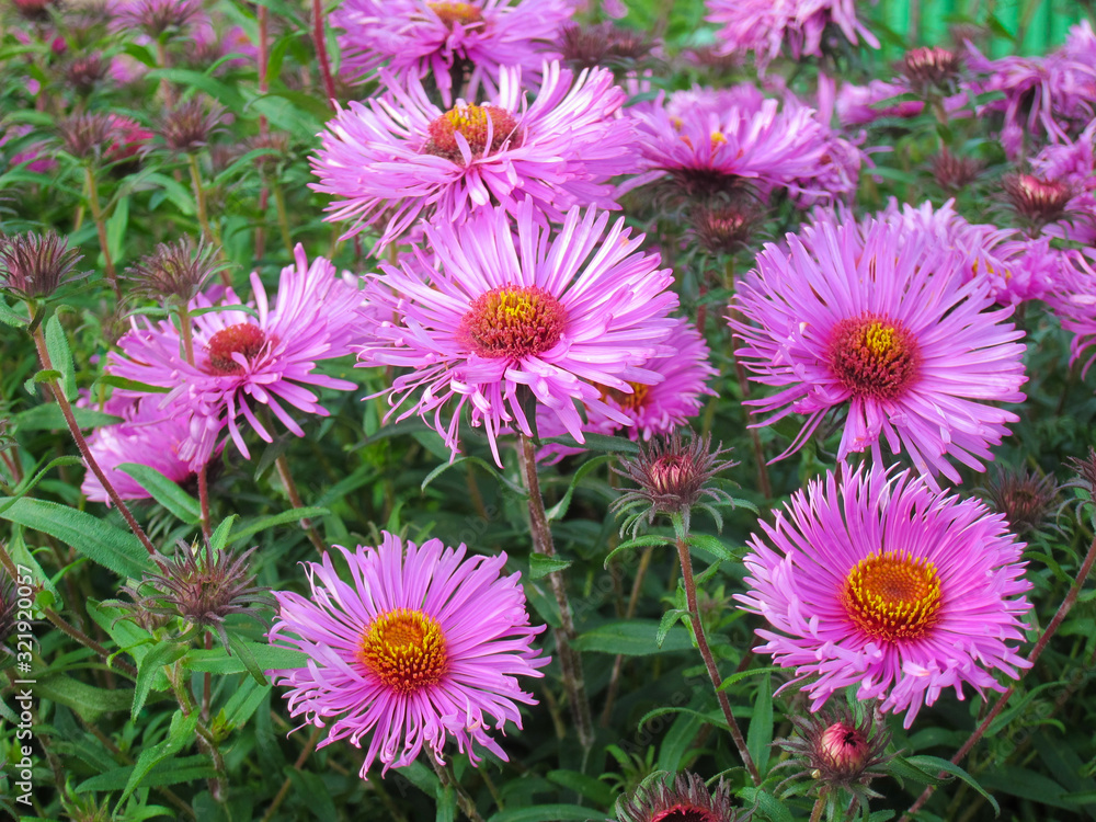 Astra flowers close-up for design and desktop