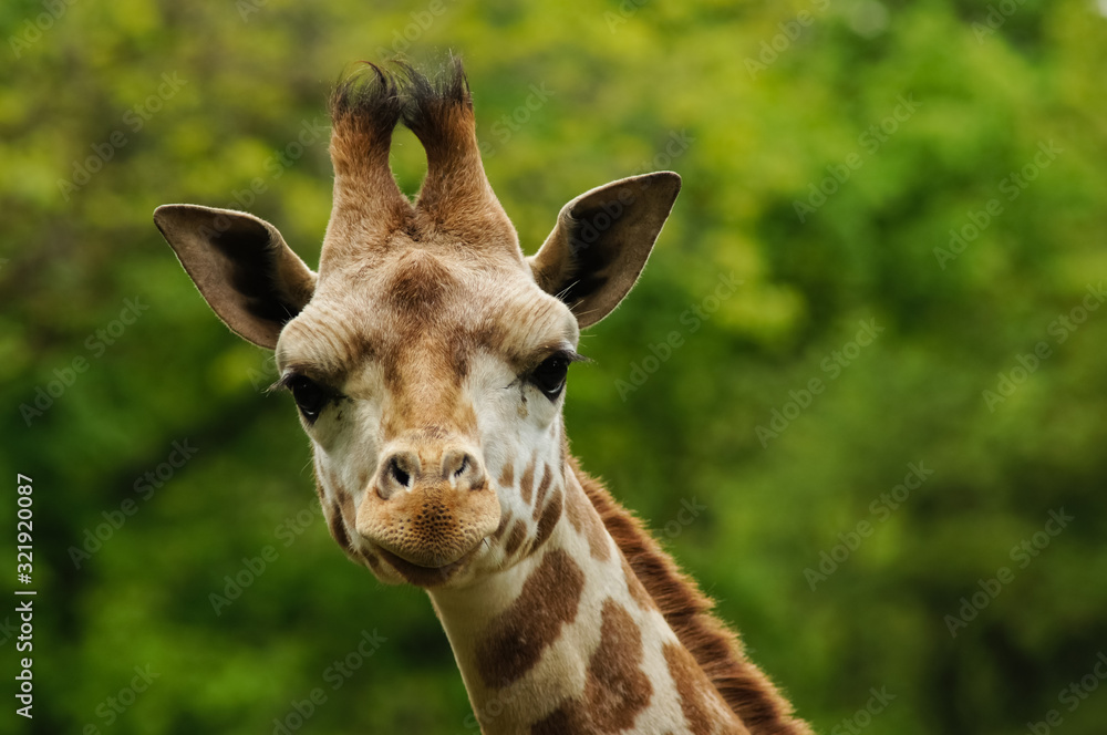 Obraz premium close up portrait of Rothschild's giraffe
