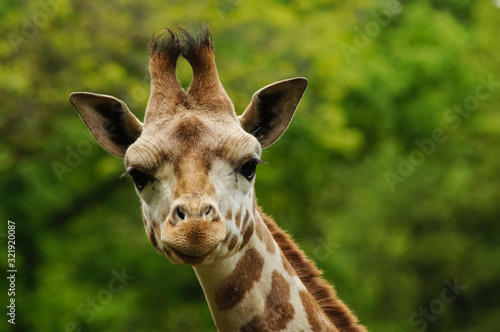 close up portrait of Rothschild's giraffe photo