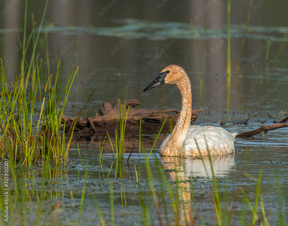 Fototapeta premium Trumpeter Swan at Seny National Wildlife Refuge