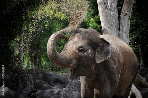 Happy young Asian Elephant playing with his trunk