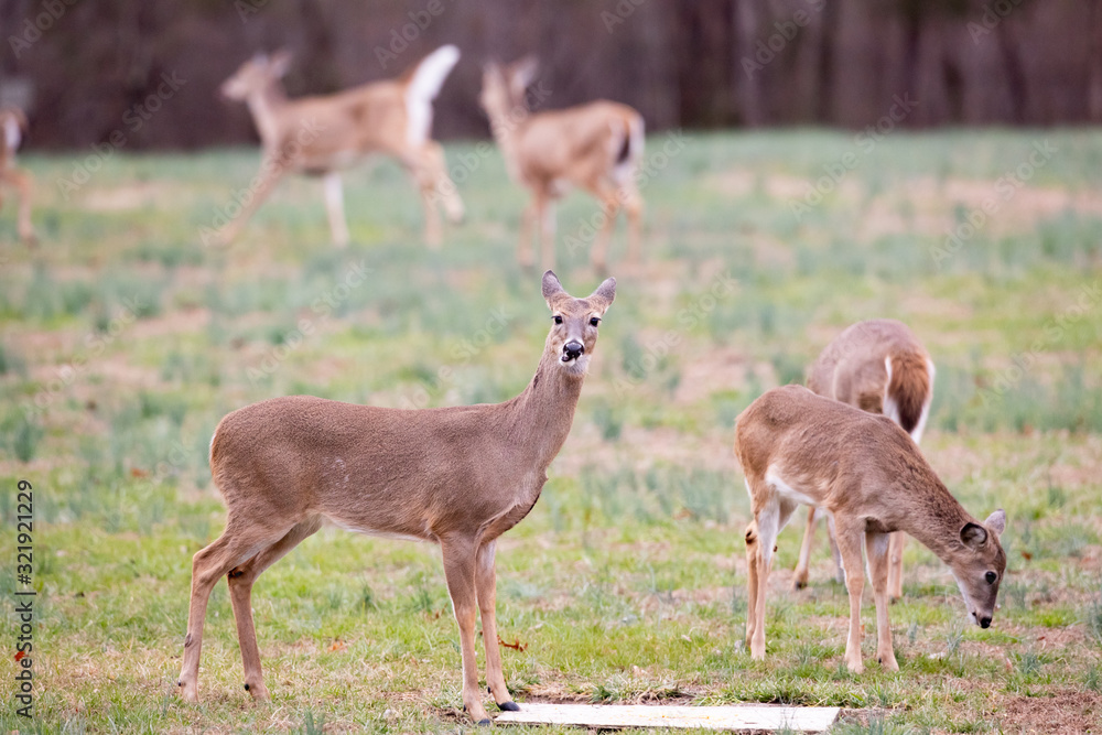 Deer Deer