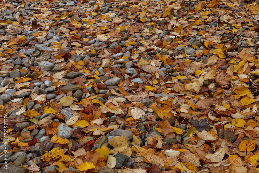 Autumn leaves on coastal pebbles by the lake or sea. can be used as background Autumn leaves on coastal pebbles by the lake or sea. can be used as background