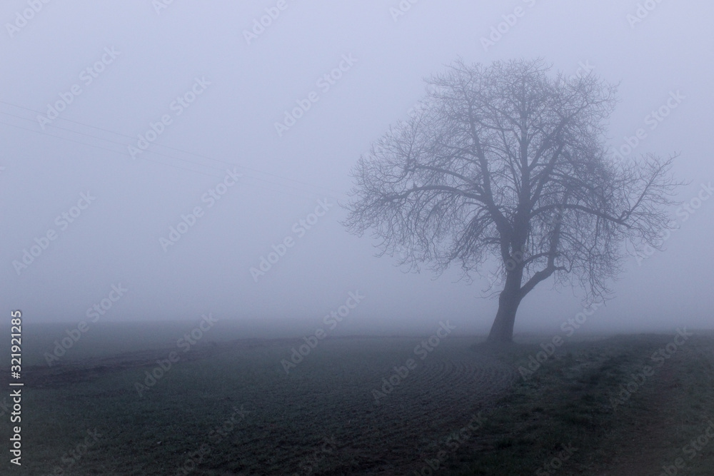 tree in fog on a farm in Yorkshire, England 