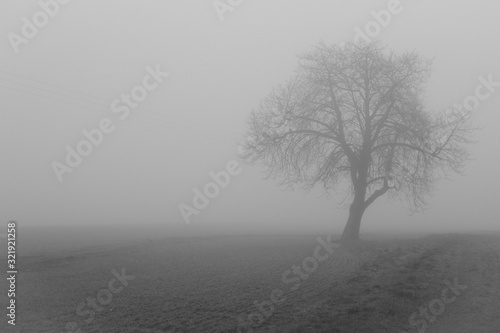 tree in fog in blaci and white