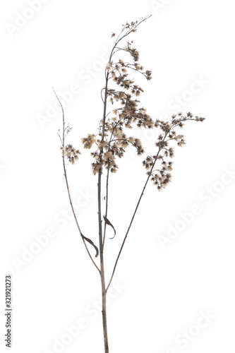 Dry field flower with seeds isolated on white, clipping path