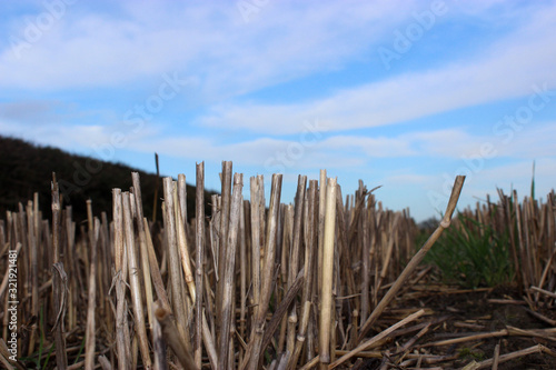 Detailed harvested crops in winter with a blurred backround