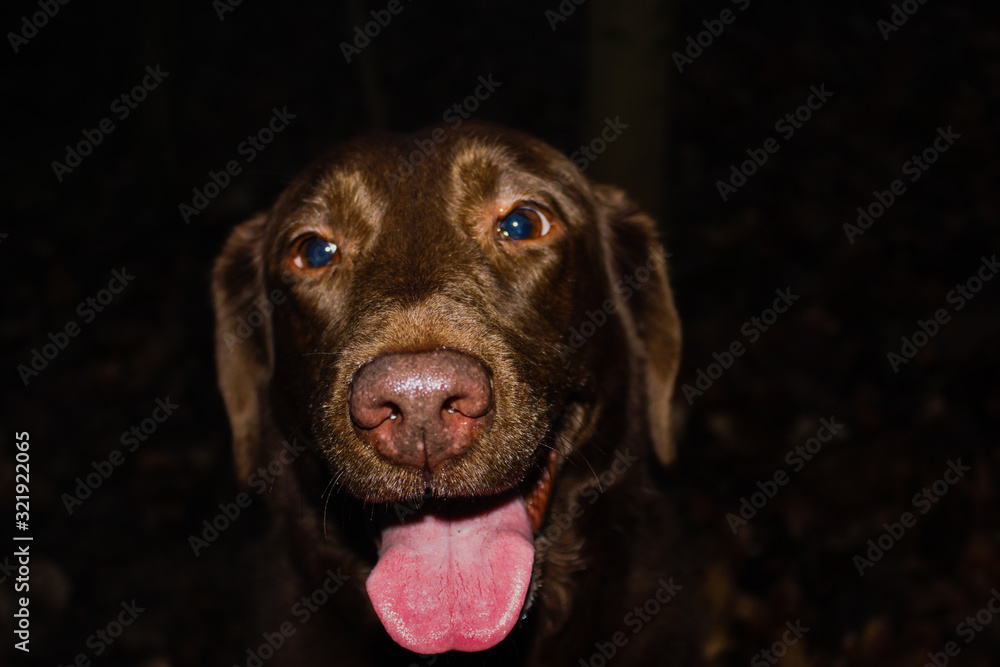 chocolate labrador with a night background