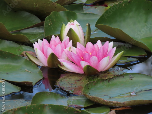 Fotografie, Obraz Water lilies in pond