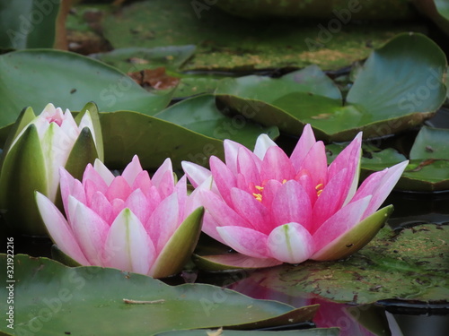 Fotografie Water lilies in pond