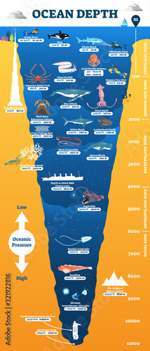 Ocean depth underwater wildlife infographic, vector illustration educational oceanography diagram