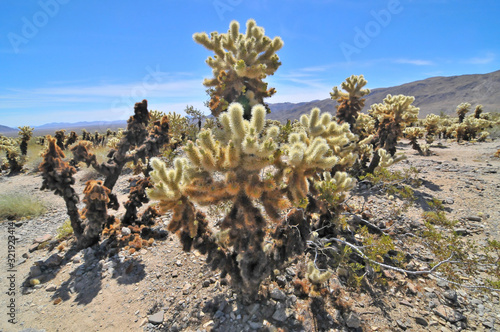 teddy bear cholla -  cactus species in Joshua Tree National Park in  California.