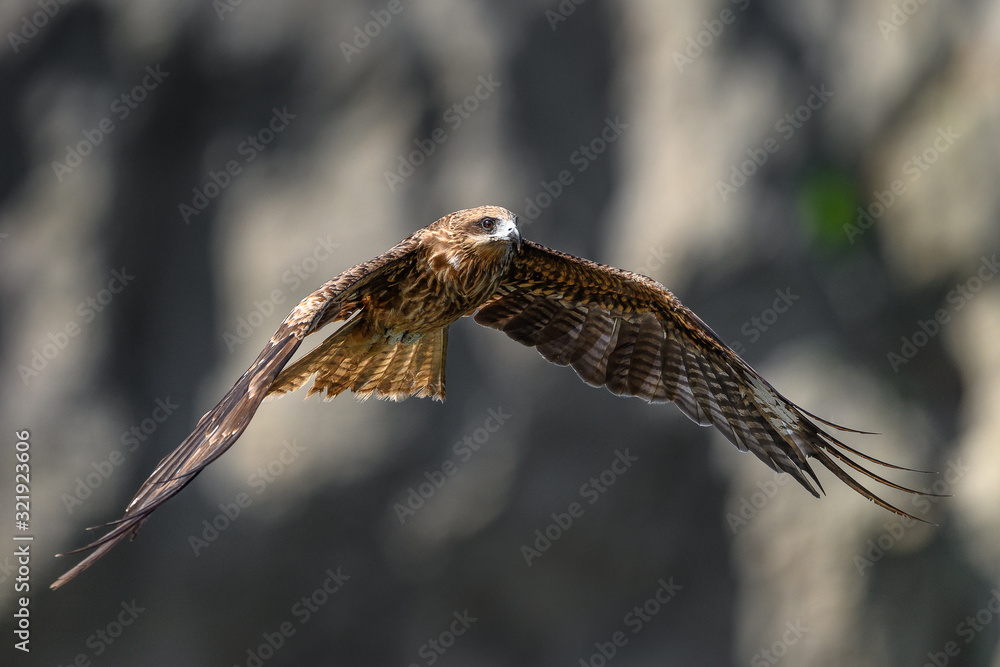 Fototapeta premium Black kite flying in a rift