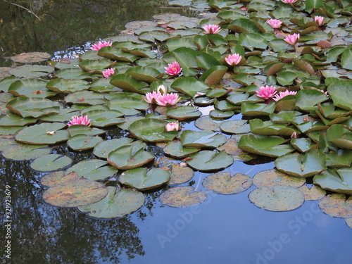 Fototapeta Water lilies in pond