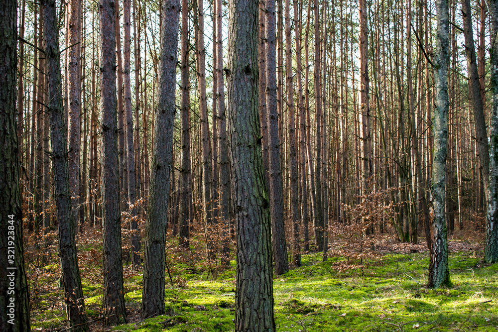 Obraz premium Dense pine forest. Forest overgrown with moss.