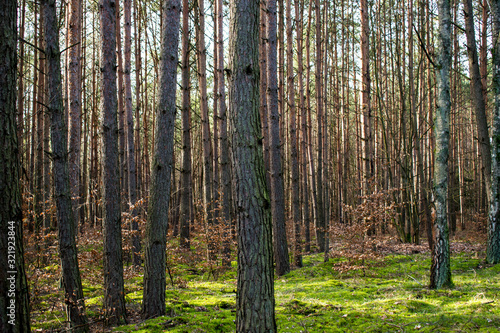 Dense pine forest. Forest overgrown with moss.