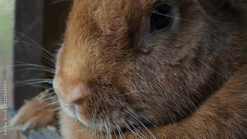 Cute brown rabbit on an organic farm, hiding in the rabbit hutch. Illuminated by soft daylight. Organic farming, animal rights, back to nature concept. HD VIDEO Cute brown rabbit on an organic farm, hiding in the rabbit hutch. Illuminated by soft daylight. Organic farming, animal rights, back to nature concept. HD VIDEO
