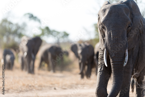 Elephant herd, elephant family in the wilderness