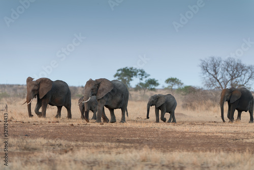 Elephant herd  elephant family in the wilderness