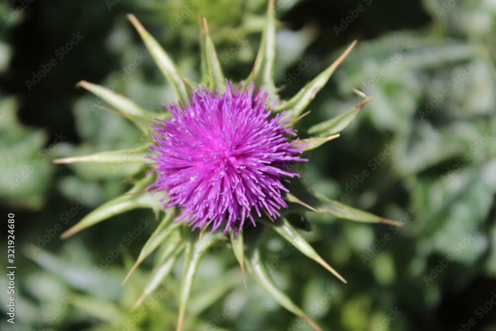 Bull Thistle (CA 07171) Bull Thistle (CA 07171)