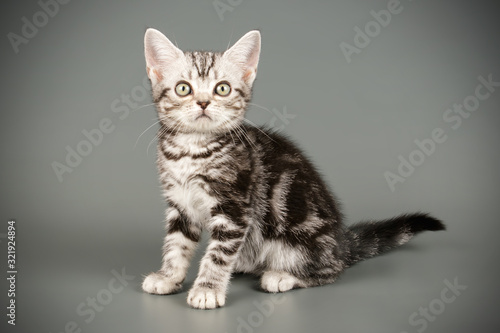 American shorthair cat on colored backgrounds