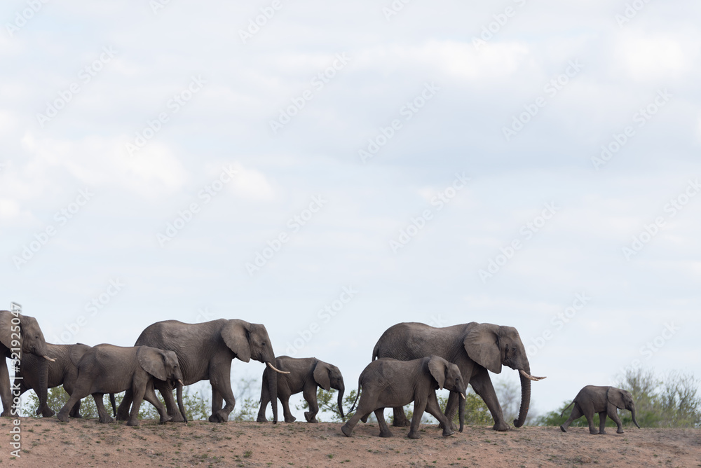 Fototapeta premium Elephant herd, elephant family in the wilderness