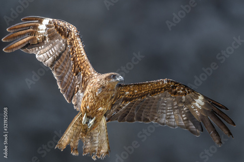 Black kite flying in a rift