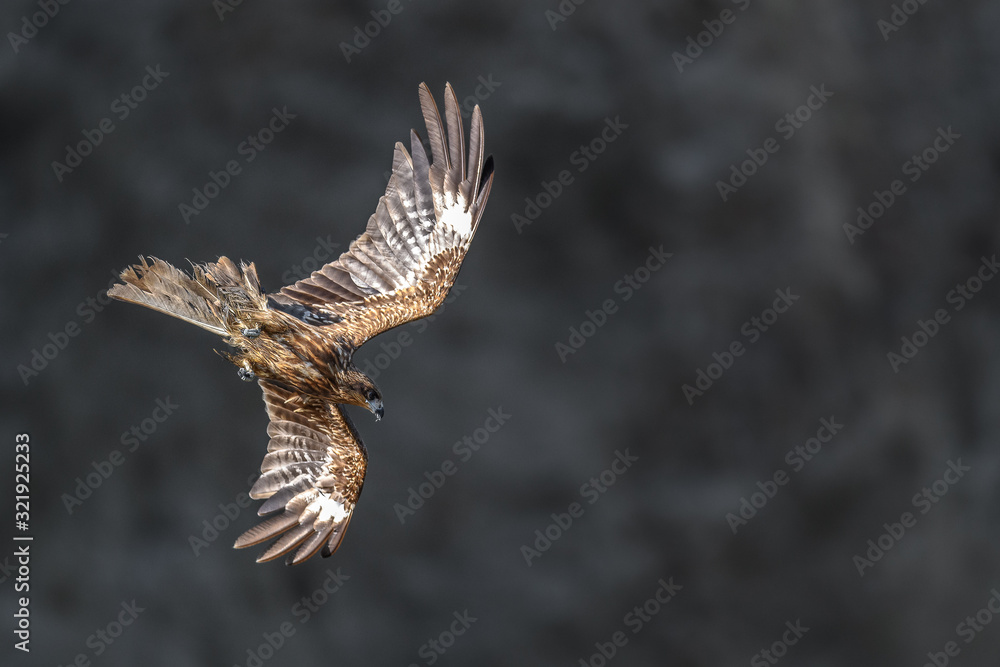 Fototapeta premium Black kite flying in a rift
