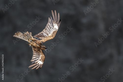 Black kite flying in a rift