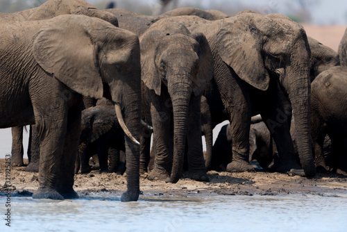 Elephant herd, elephant family in the wilderness