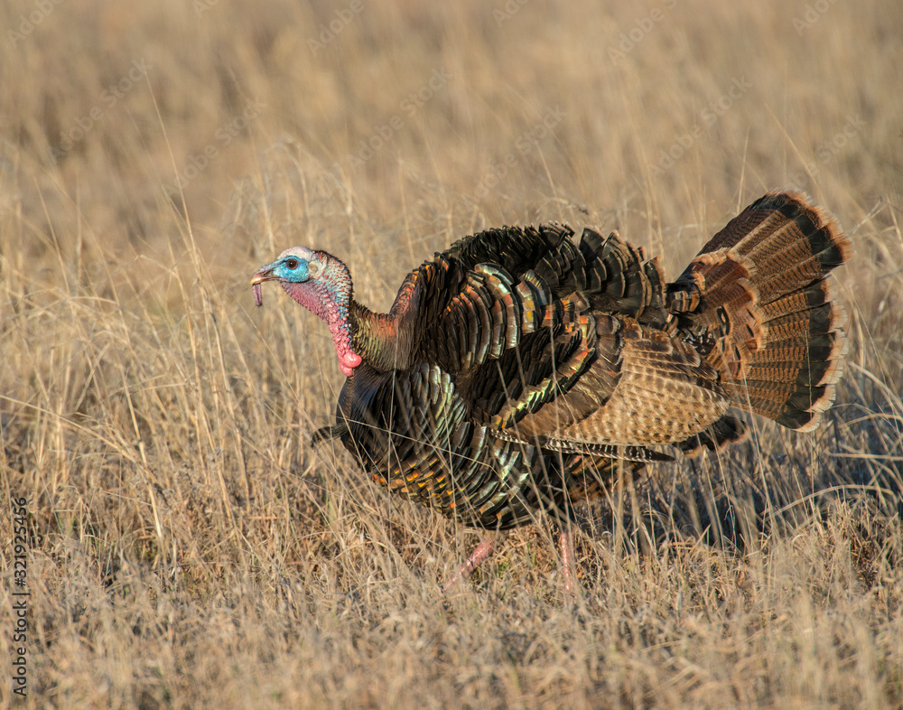 Fototapeta premium Male Turkey in the Wichita Mountains