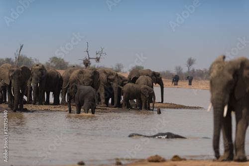 Elephant herd, elephant family in the wilderness