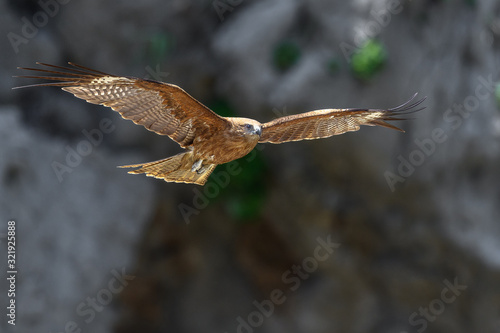 Black kite flying in a rift © Godimus Michel