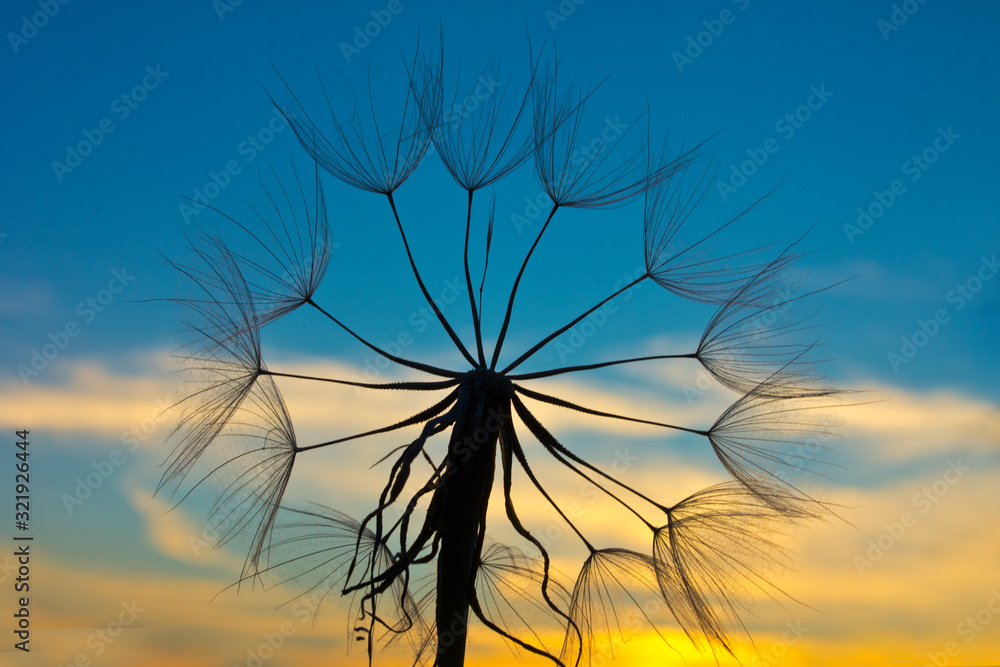 Obraz premium Parachute Tragopogon in evening rays of sun.