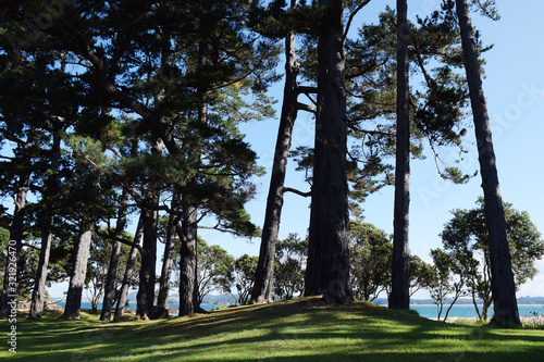Lovely old pine trees at a park in New Zealand photo