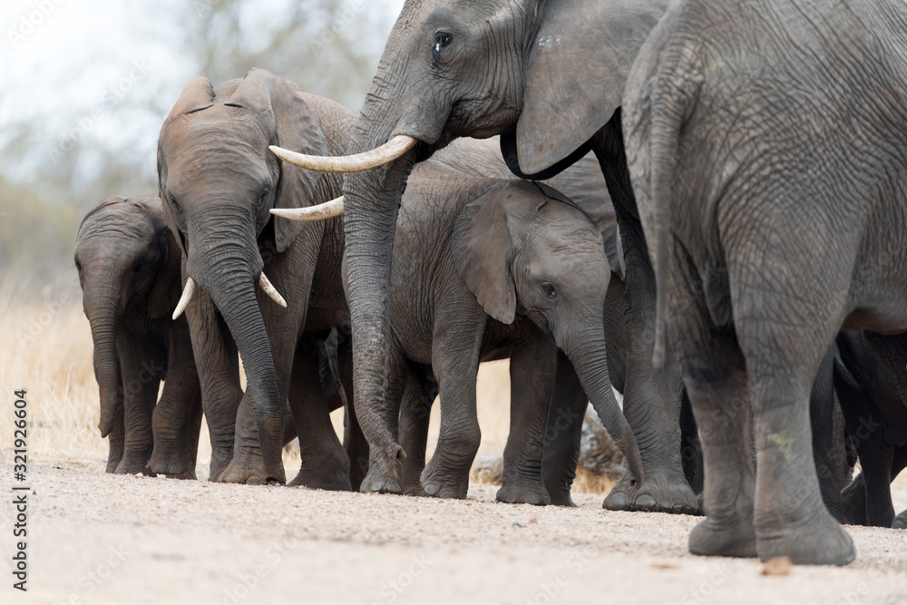 Fototapeta premium Elephant herd, elephant family in the wilderness