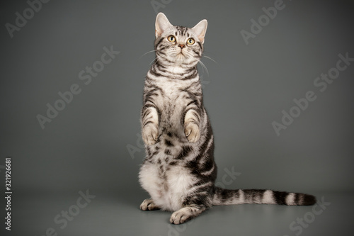 American shorthair cat on colored backgrounds photo