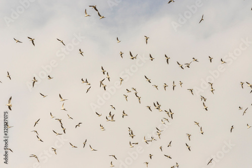 Birds in flight, freedom. Silhouette. Flock of birds. © stocktr