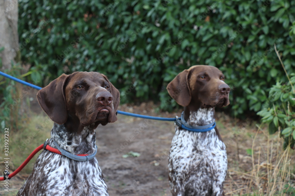 German Shorthaired Pointer males