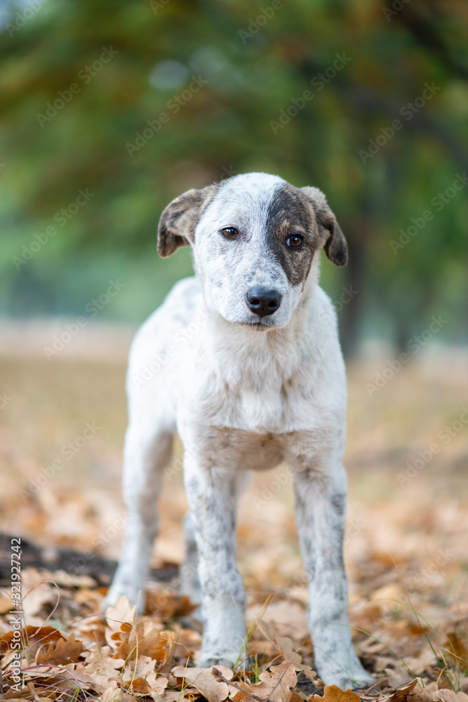 sad street dog looking at the camera