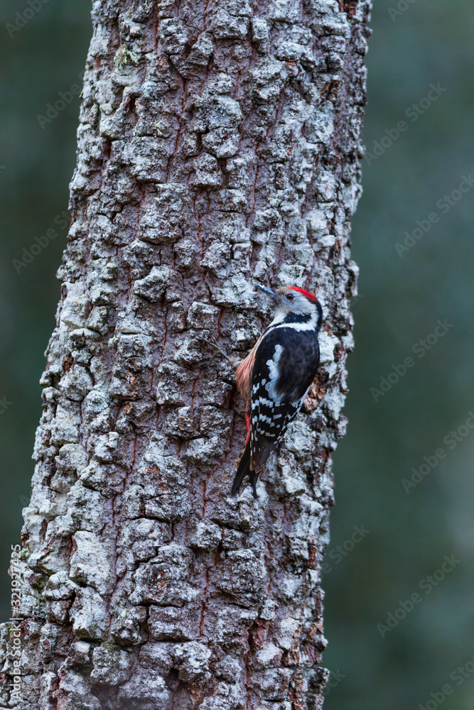 PICO MEDIANO - Middle spotted woodpecker (Dendrocoptes medius) PICO MEDIANO - Middle spotted woodpecker (Dendrocoptes medius)