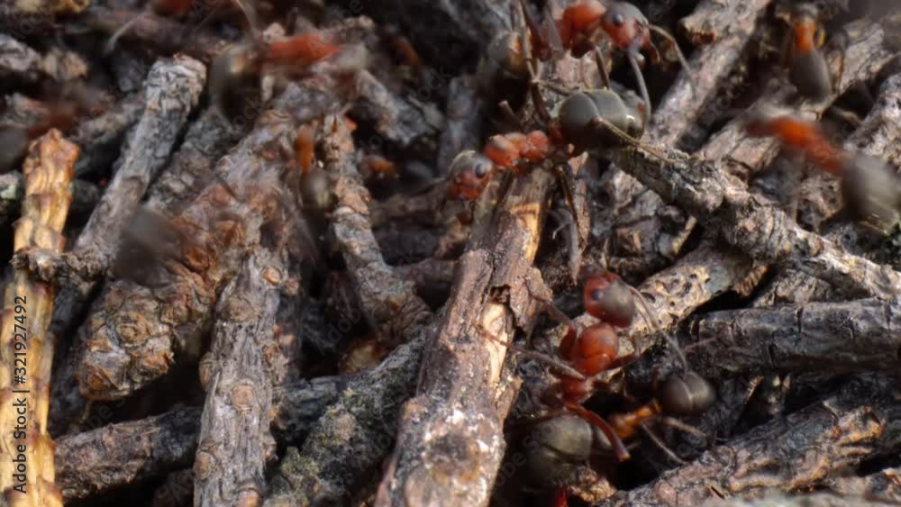 Wild ant hill in the forest super macro close-up shot Wild ant hill in the forest super macro close-up shot