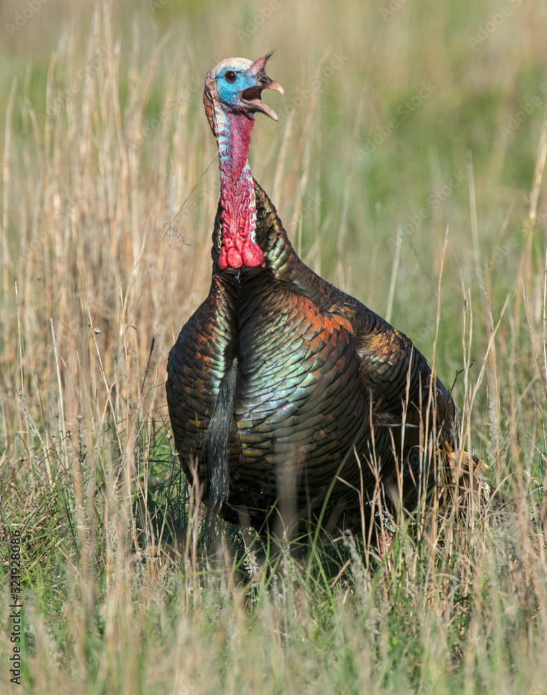 Fototapeta premium Male Turkey in the Wichita Mountains
