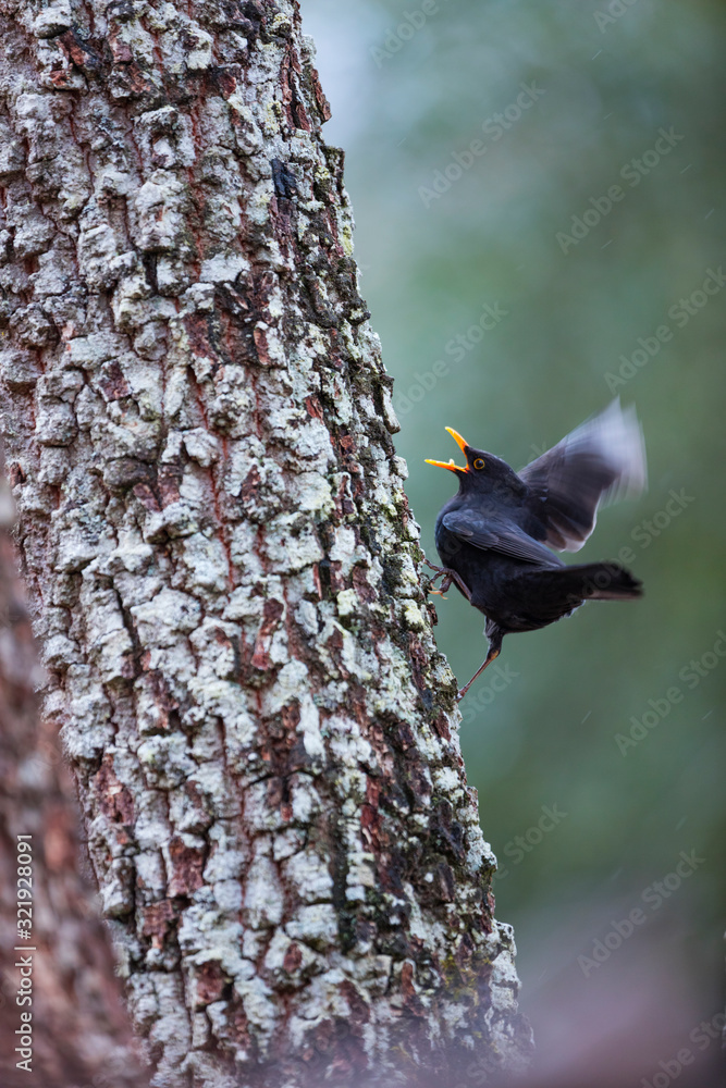 MIRLO COMUN - Common blackbird (Turdus merula) MIRLO COMUN - Common blackbird (Turdus merula)