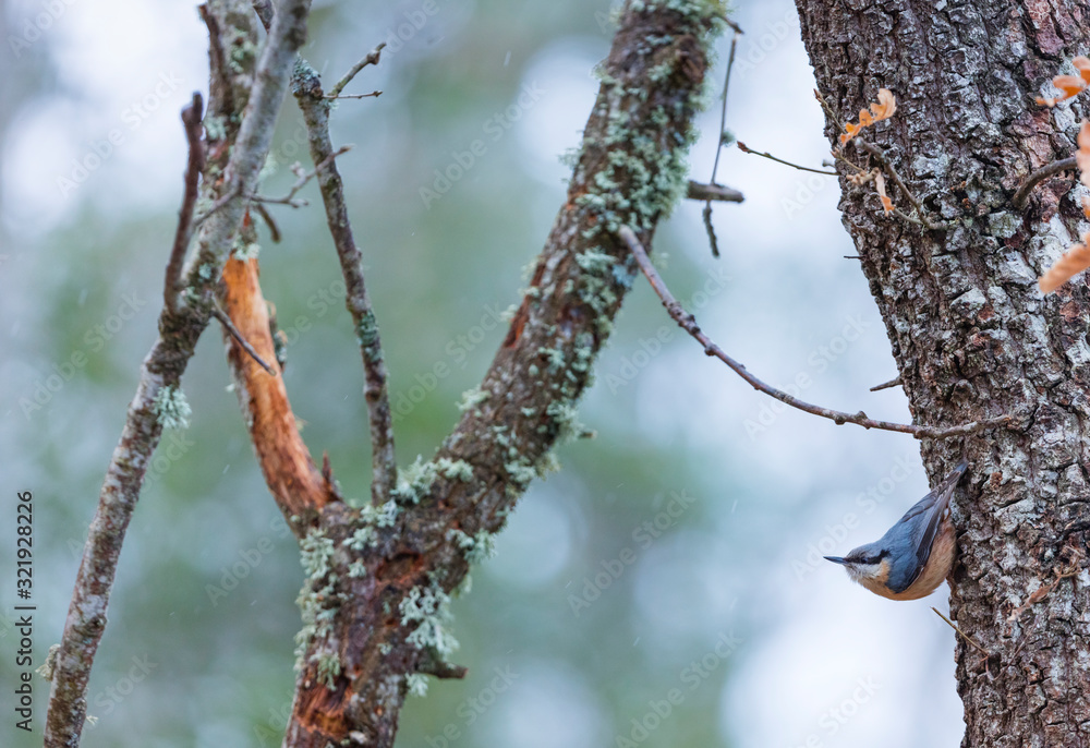 Eurasian nuthatch or wood nuthatch (Sitta europaea) Eurasian nuthatch or wood nuthatch (Sitta europaea)