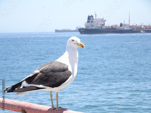 seagulls at Caleta Portales in Valparaiso Chile