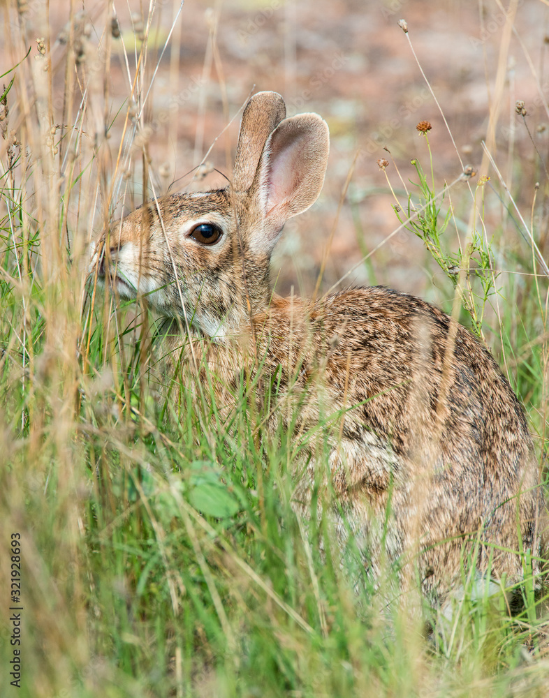 Fototapeta premium Cotton-tail Rabbit