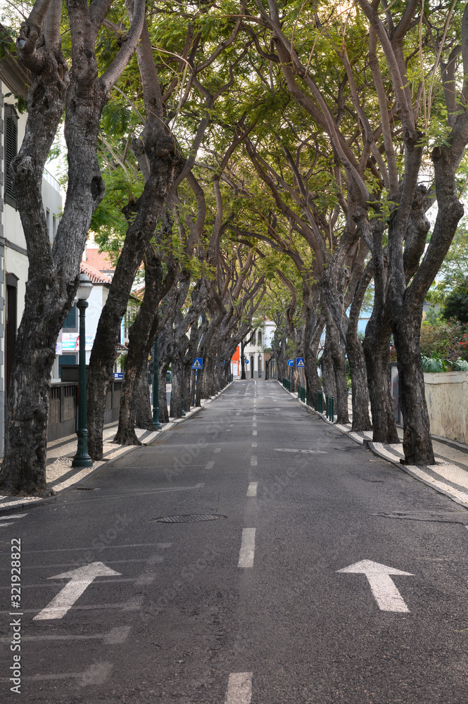 Obraz premium Entre árboles