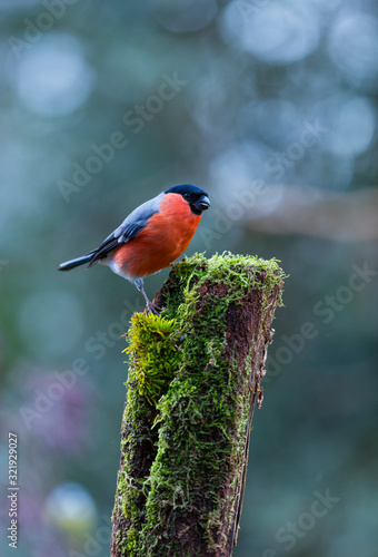 Photography Eurasian bullfinch, common bullfinch or bullfinch - CAMACHUELO COMUN (Pyrrhula p
