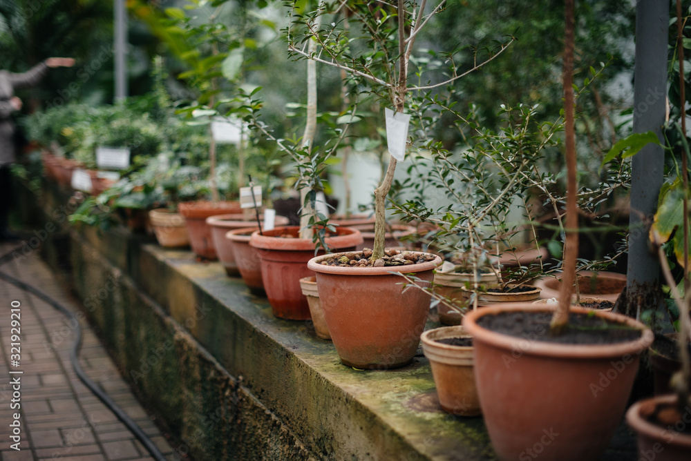 .Tropical plants in pots. Greenhouse, seedlings. Tropics